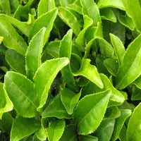 GABA ingredient in NeuroQuiet for relaxation and nerve calm
