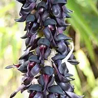 L-Dopa Bean (Mucuna Pruriens) in NeuroQuiet for dopamine support